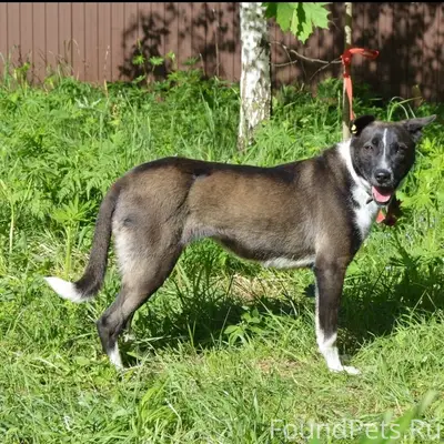 Пропала собака Майя, 2-я Огнестойкая