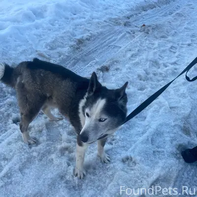 Пропала собака, между магазином Сластишка и загс