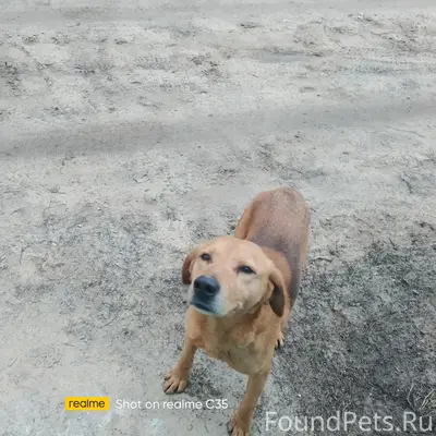 Пропал охотничий пёс, район старых дач на Пучино