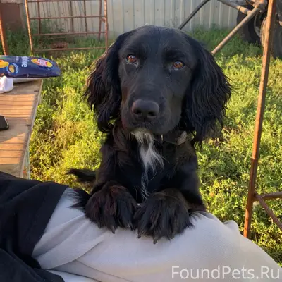 Пропал метис спаниеля, Тетюшский район