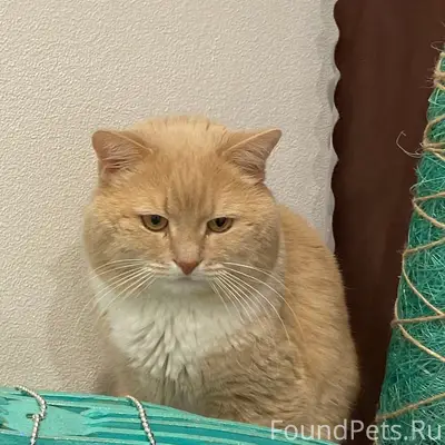 Пропал кот, район перехода, ул. Восточная