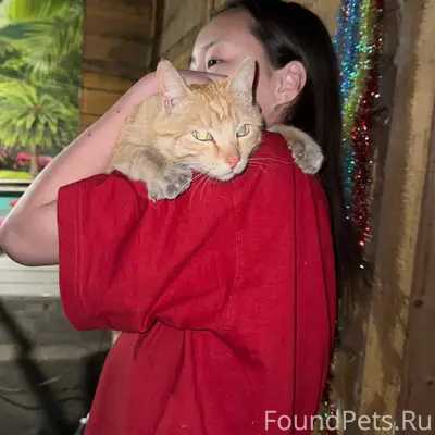 Найден кот, пос. Восточный