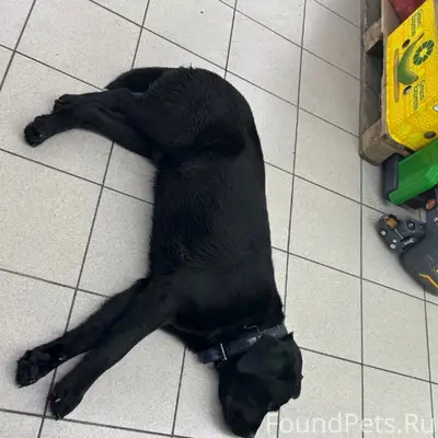 Пропала собака, Обручево 3