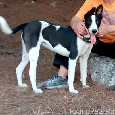 Пропала собака Молли, район Сахарная головка