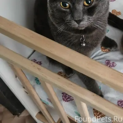 Пропал кот Феликс, Верхняя Салда