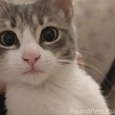 Пропал котёнок Чопа, 25 переулок по Александровской