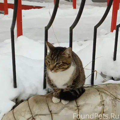 Пропал кот, Сыктывкар, ул. Оплеснина 54