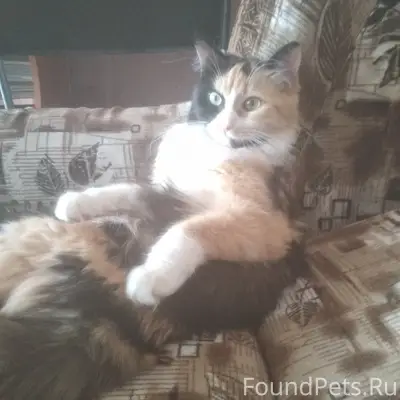 Пропали кошки Милка и Малибу, Красногоровские дачи