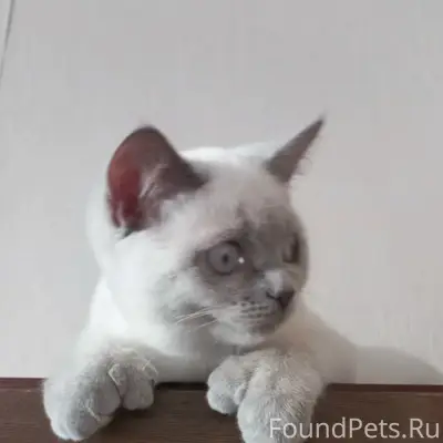 Пропала кошка Скоттиш страйт Ириска, Текстильщики