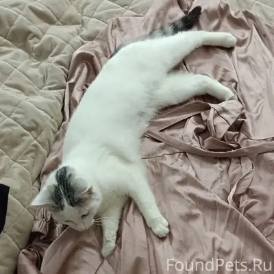 Пропала кошка Эйра, СНТ «Орбита»