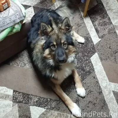 Пропал пес Лютик, район дач Сок Энергия