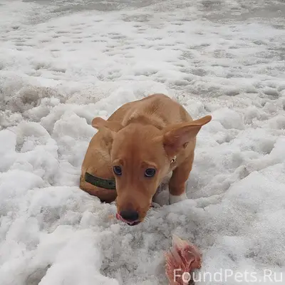 Пропал пёс, находится на газовой заправке пр. Советский