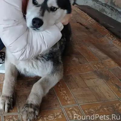 Пропала хаски Лекса, есть ошейник