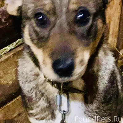 Пропал мальчик серый с коричневым, Староселье и окрестности