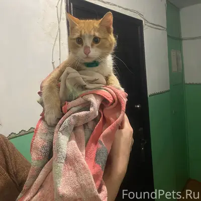 Найдена кошка, Попова 29