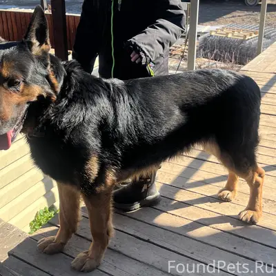 Пропал мальчик немецкая овчарка Арчи, Калуга