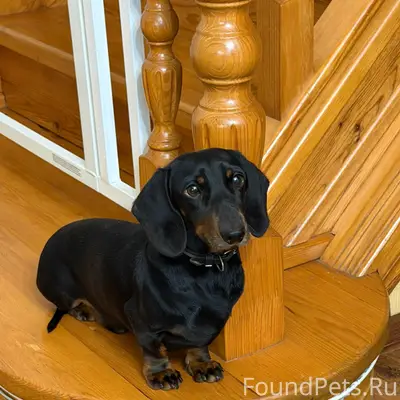 Пропал Брис, собака с двумя ошейниками