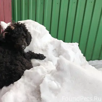 Пропал пёс, Южная