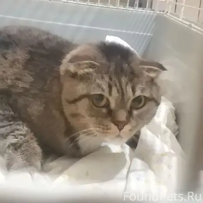 Найдена кошка камышового окраса, ул. Опалихинская