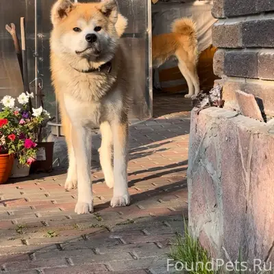 Пропала собака Зюи, Залесная