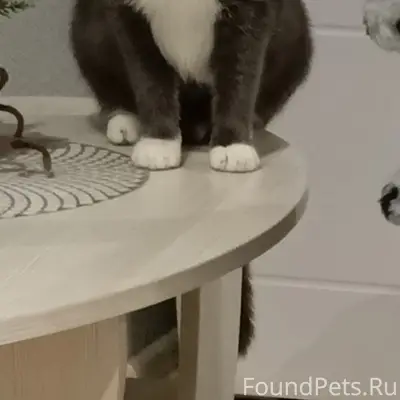 Пропал кот Филя