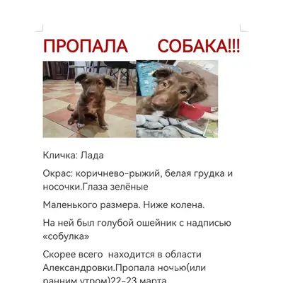 Пропала собака, Александровка