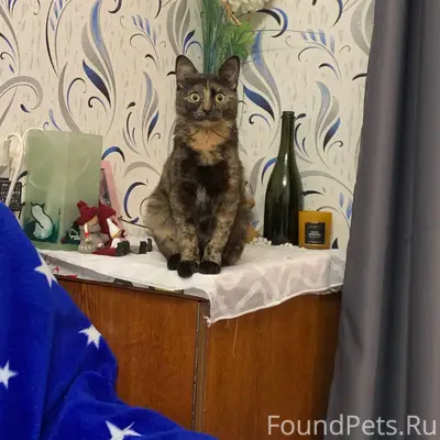 Пропала кошка, улица Школьная