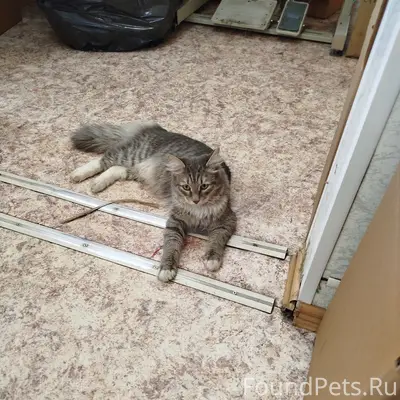 Найден кот камышового окраса с белым, Екатеринбург