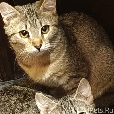 Пропали котята