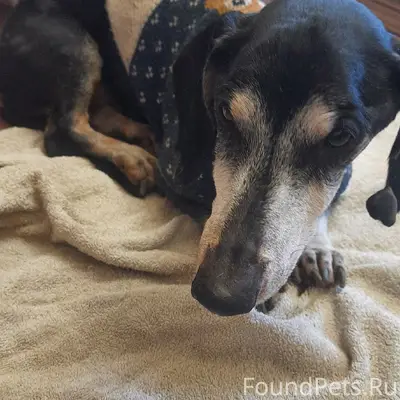 Найдена старая собака, Новгородская 29