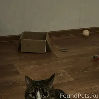 Пропал кот, Октябрьская 33