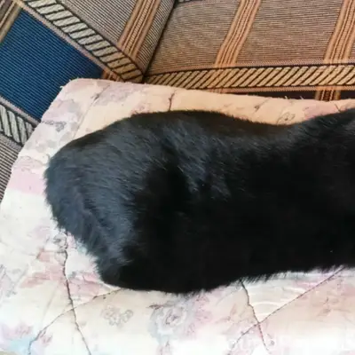 Пропал кот, возле дома 23