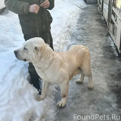 Найден а собака, Ростов Великий