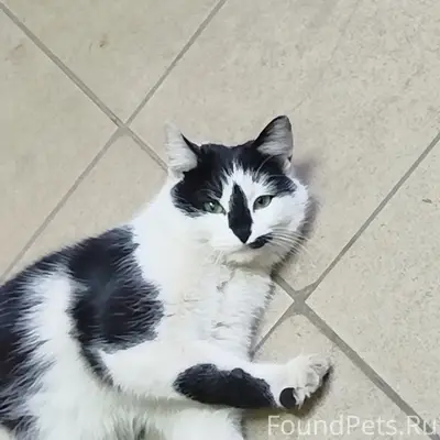 Найдена кошечка