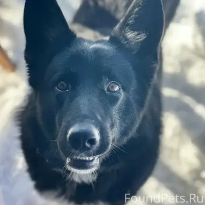 Пропал пёс Цезарь, Рязанский район