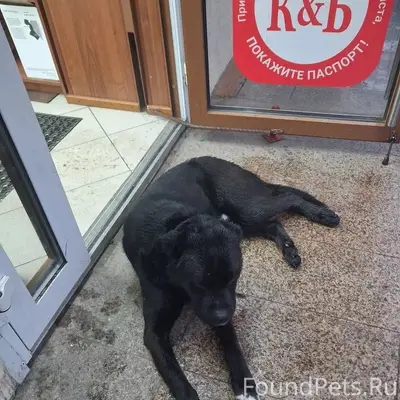 Пропал похожий на ротвейлера пёс, район Алых парусов