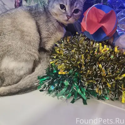 Пропала кошка, район 5 дома