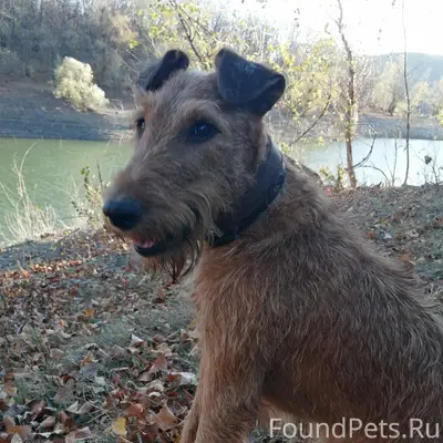 Пропал ирландский терьер, г. Симферополь