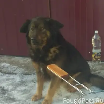 Пропал кобель