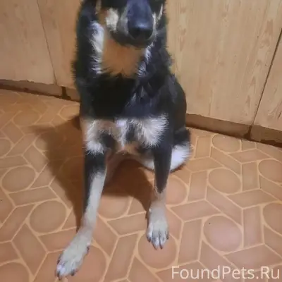 Пропала собака Юта, Благонравого