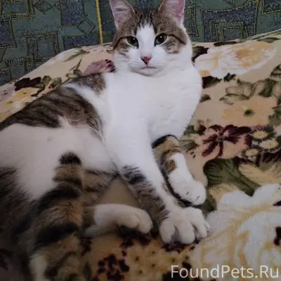 Пропал кот Матроскин, район Кутузовского магазина