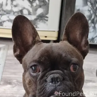 Пропал французский бульдог, свяжитесь по телефону