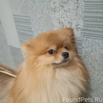 Пропал Лаки, по дороге от ЖК Светлояр до ТЦ Аврора