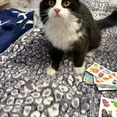 Пропал кот Маркиз, район ул. Клочкова