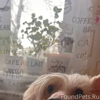 Пропал кобель китайская хохлатая, Добрятино