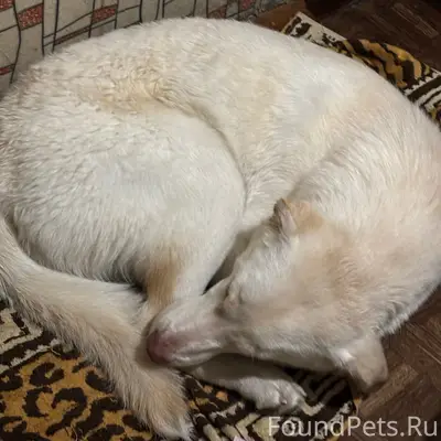 Найден щенок, хромает