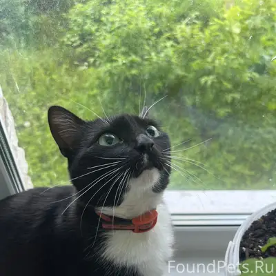 Пропала кошка Мася, 7 дубков