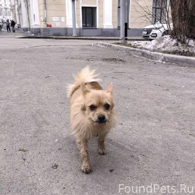 Найден рыжий щенок, Екатеринбург, Железнодорожный район