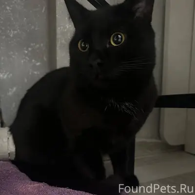 Найден кот, шлюзовая 2