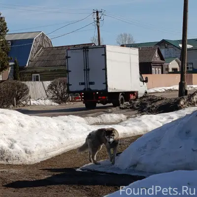 Пропал хаски, Пестриково